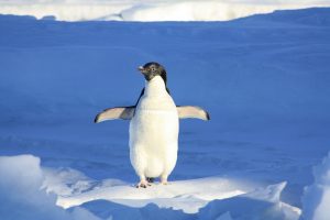 Pinguin im Eis