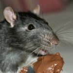 Eine Ratte frisst Nutella
